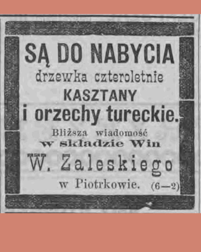 kasztany i orzechy (drzewka) w ofercie składu Zaleskiego (hotel Litewski)