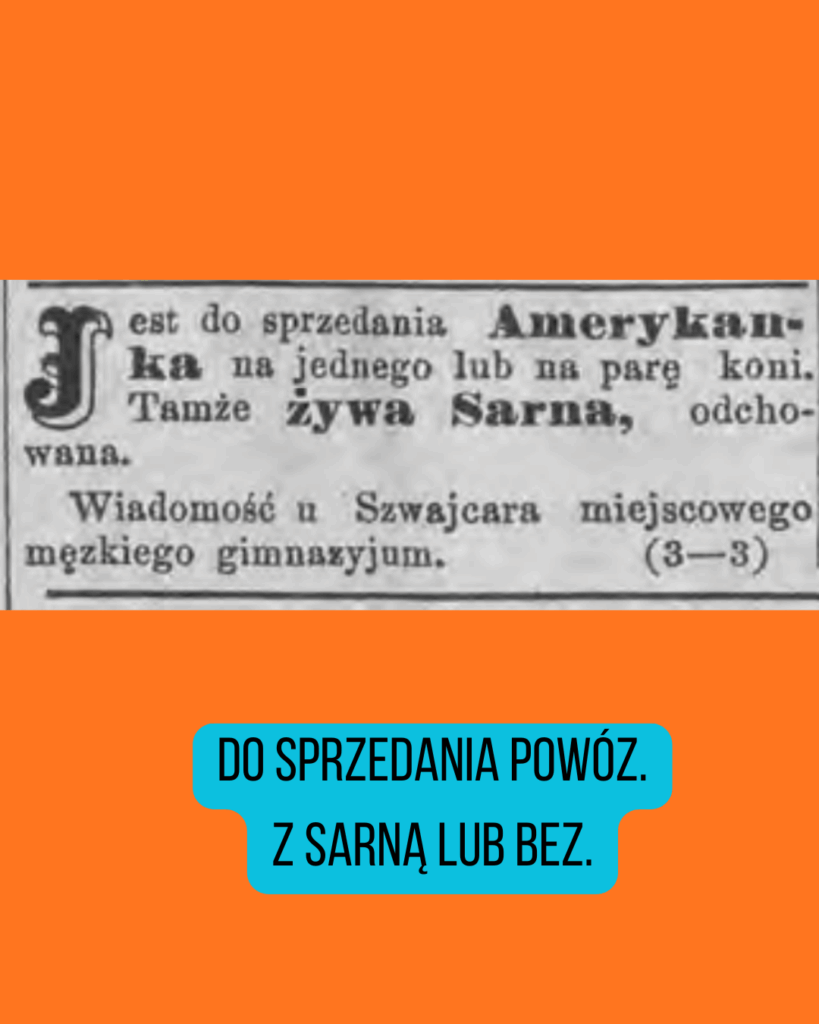 Do sprzedania Amerykanka na jednego lub parę koni. Tamże żywa sarna, odchodwana.